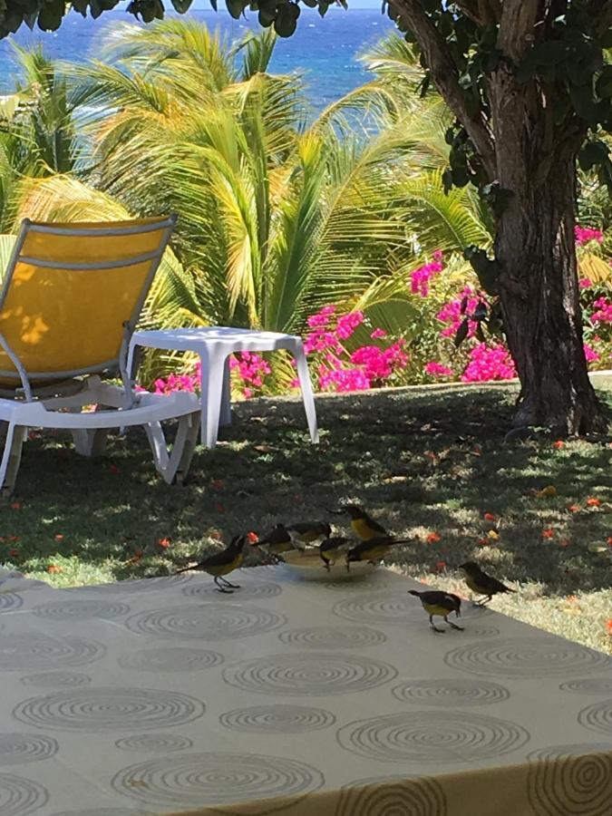 Villa Guadeloupe Saint Francois Acces Mer Piscine Iguana Bay - Villa Zagadi Exteriör bild